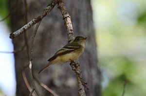 Flycatcher, Acadian, 2014-05132177 Great Dismal Swamp NWR, VA